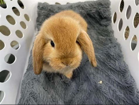 rabbitfinder|Adopt .